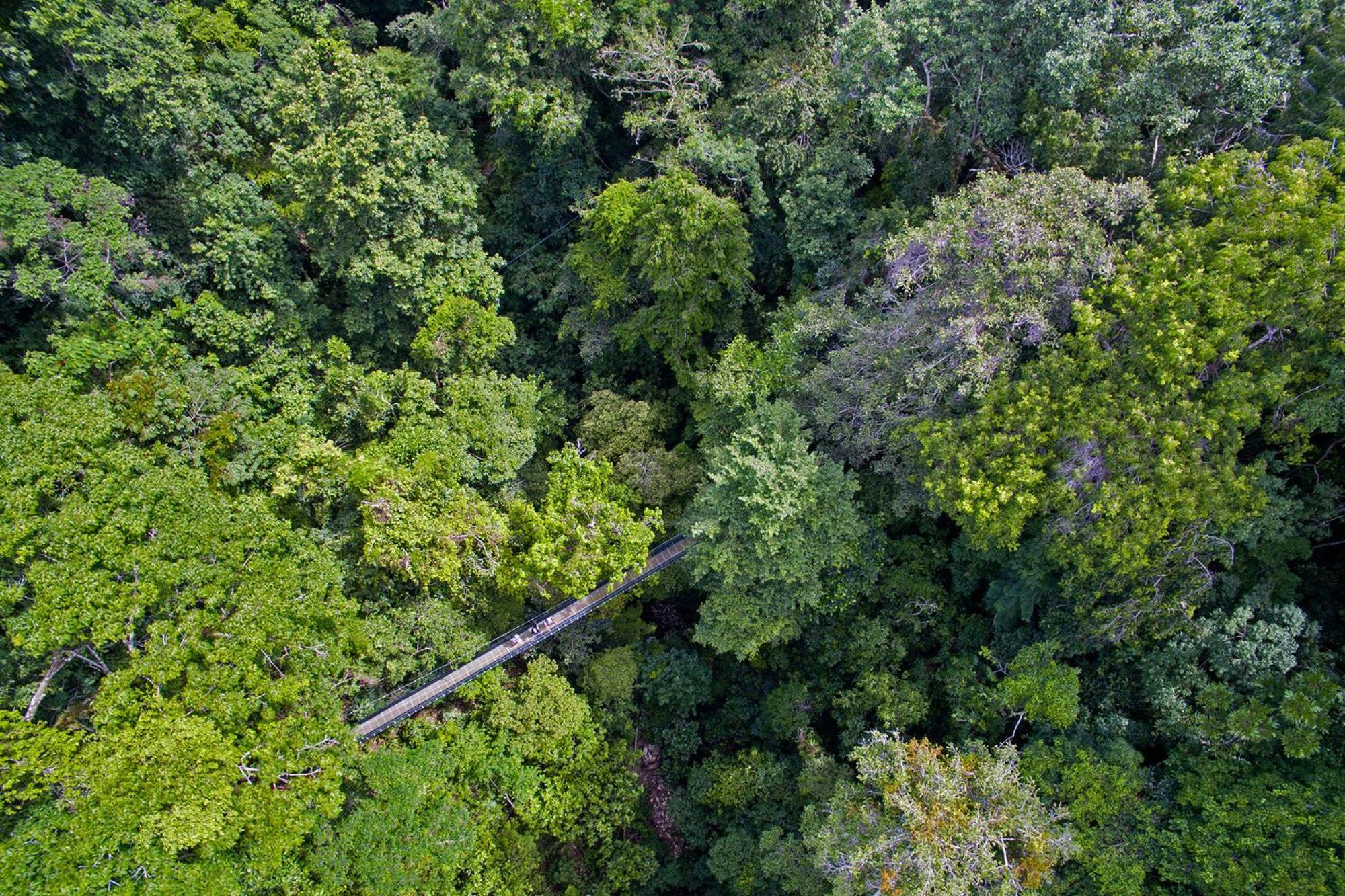 El Remanso Rainforest Lodge Пуэрто-Хименес Экстерьер фото